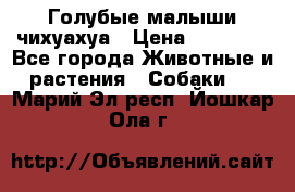 Голубые малыши чихуахуа › Цена ­ 25 000 - Все города Животные и растения » Собаки   . Марий Эл респ.,Йошкар-Ола г.